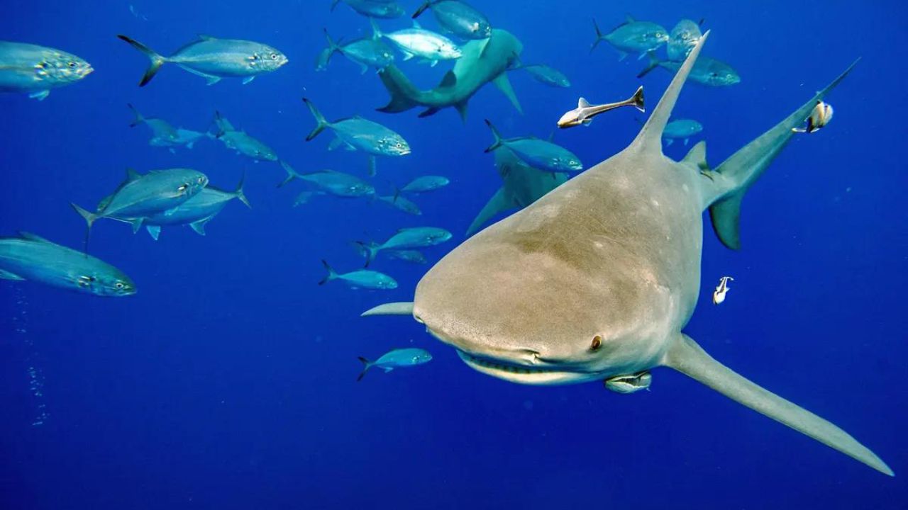 America's Drug Crisis Is Now Affecting The Sharks In The Ocean