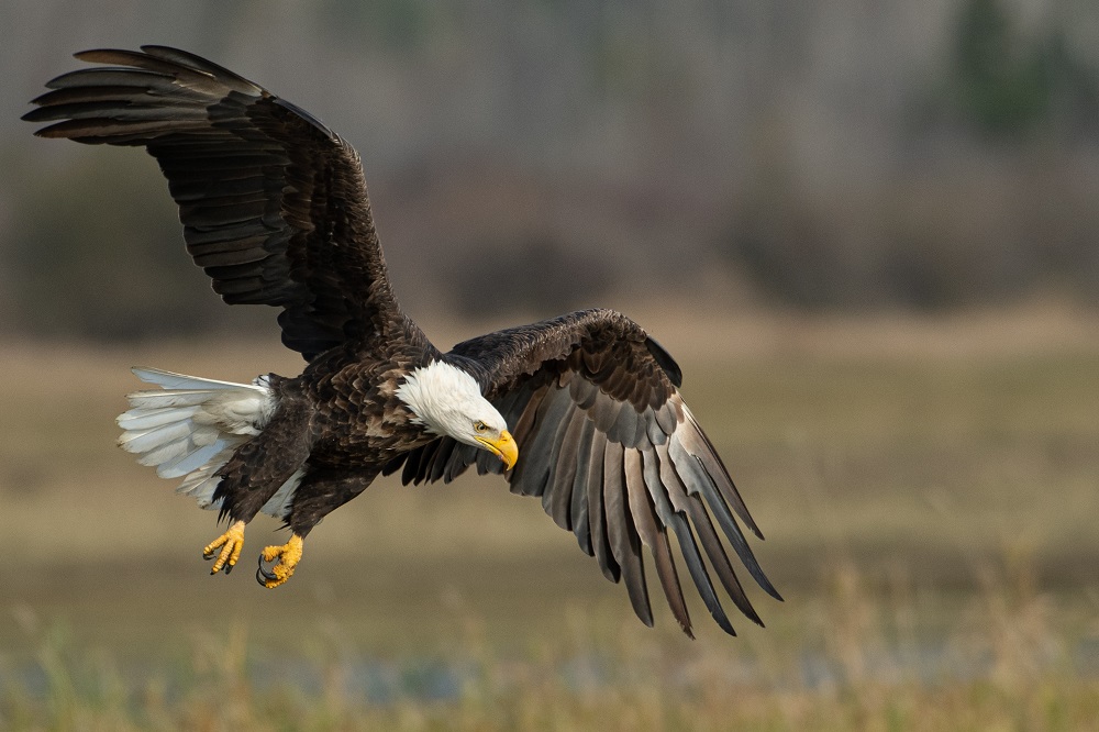 Michigan’s-bald-eagle-population-soars-new- heights