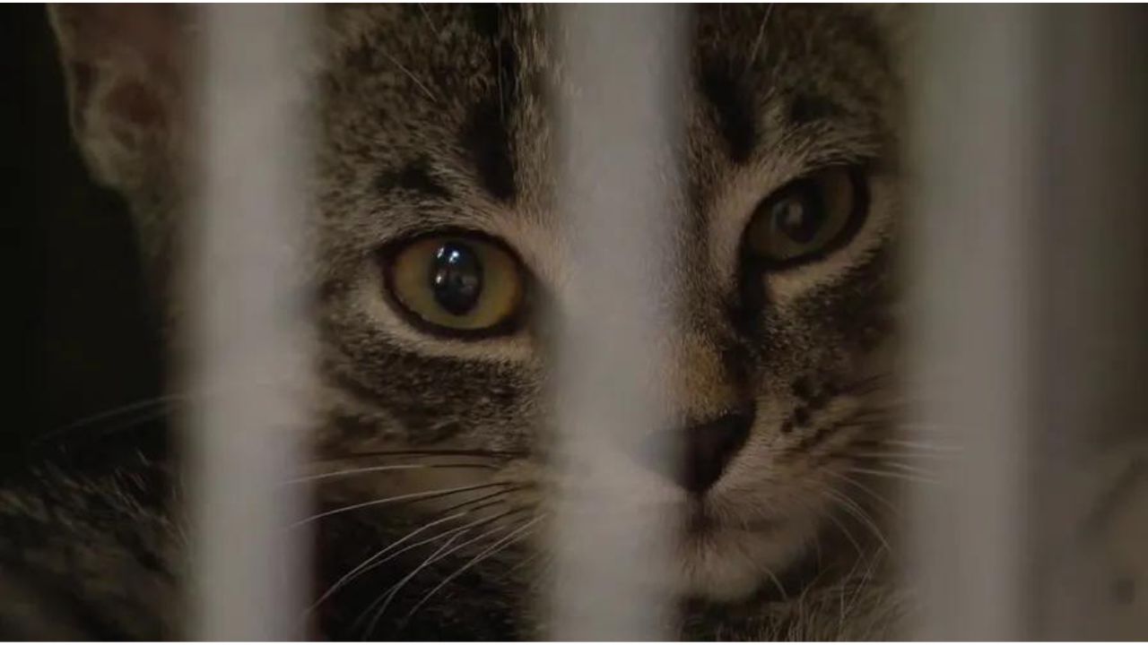 Over 100 Cats Are Available For Adoption In Michigan: Know More Here