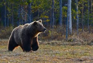 protecting-bears-florida-officials-cancel-hunt
