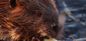 California-Beavers-Management