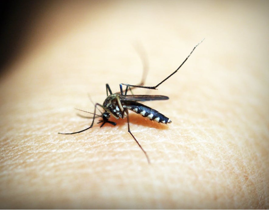 Revealing What Mosquitoes Are Most Attracted to in Human Body Odor