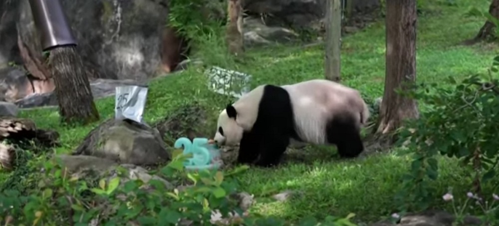 giant-panda-tian-tian-marks-final-birthday-at-dc-zoo