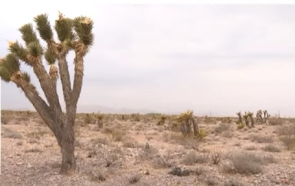 Joshua Trees Threatened by Massive Mojave Wildfire
