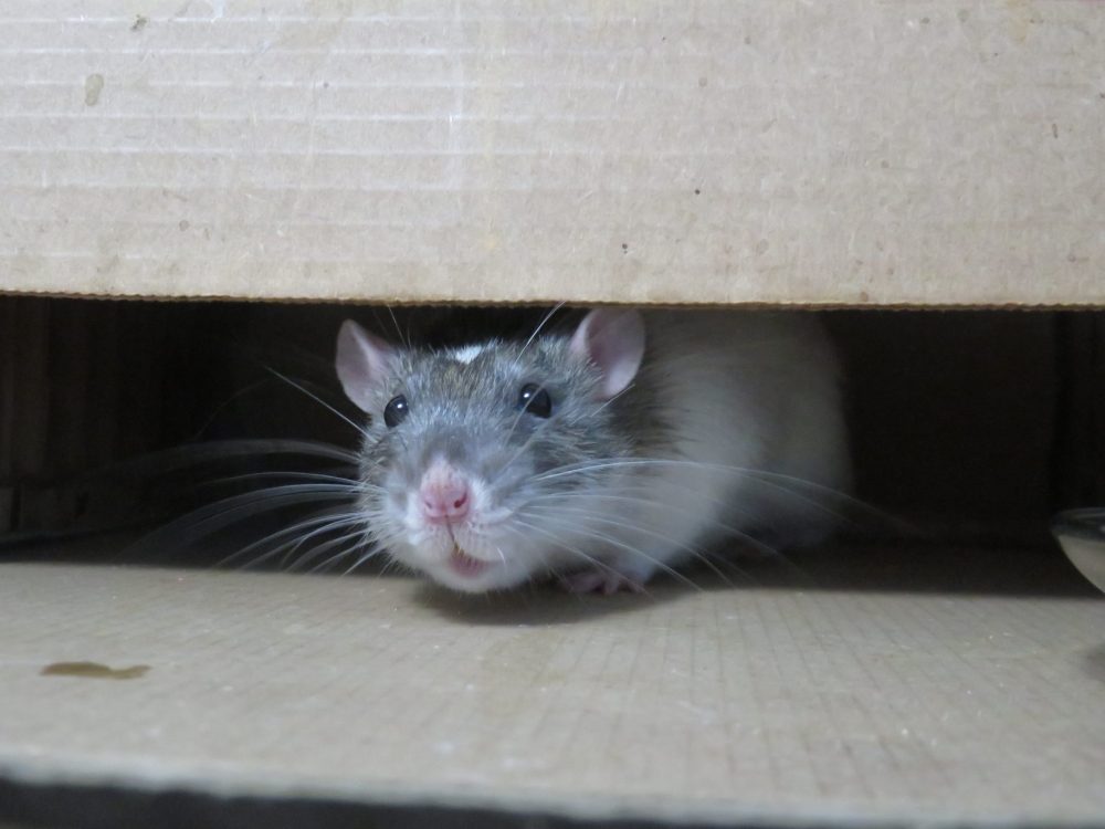 unconventional-research-tickling-rats-shed-light-on-brain-activity-during-play