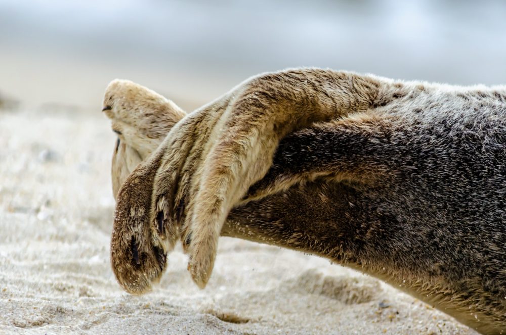 urgent-concerns-for-marine-mammals-in-plymouth