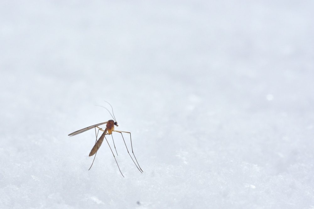 Exploring the Link Between Mosquitoes and Human Odors