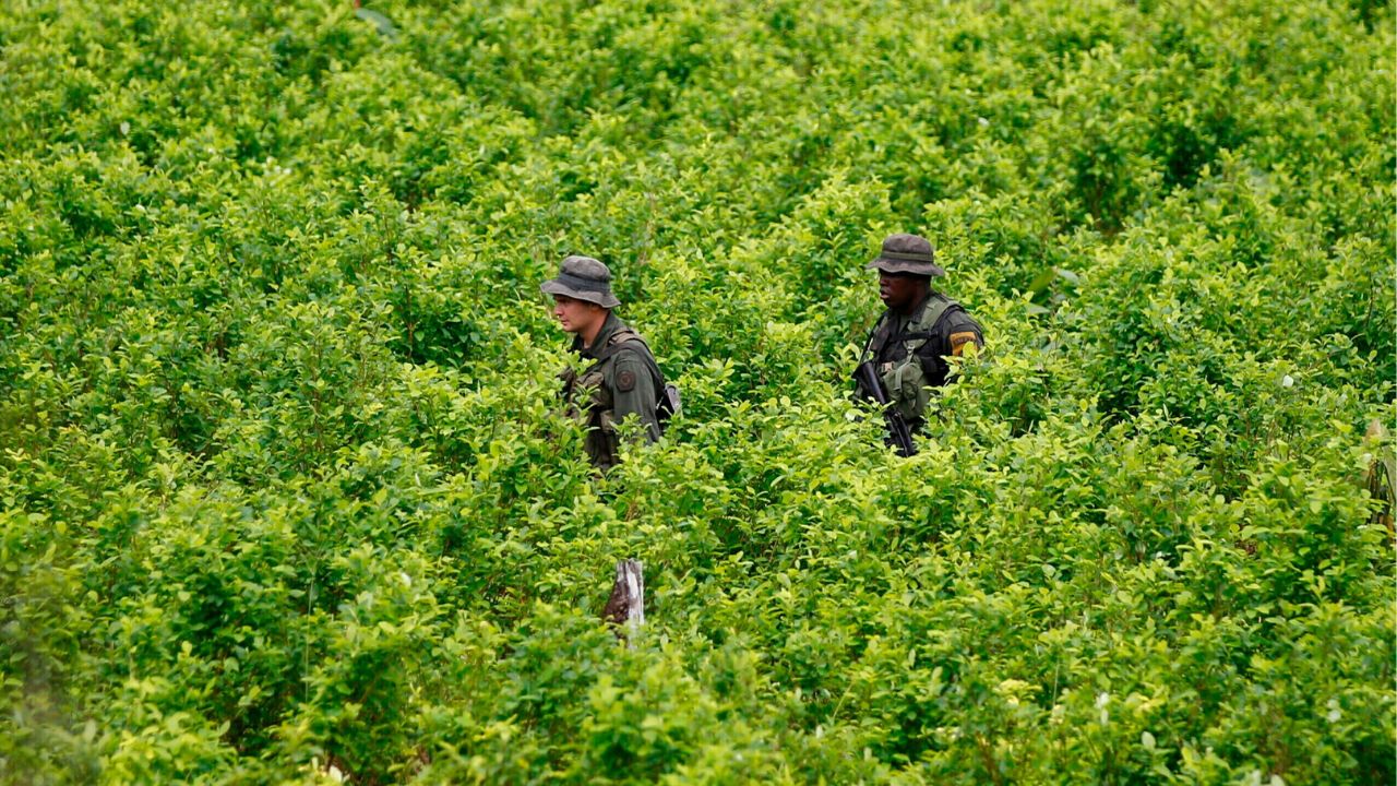 Colombian Coca Plantations, Which Are Used To Produce Cocaine, Reached An All-Time High Last Year, Reports UN