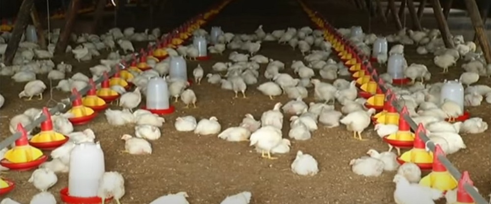 avian-flu-outbreak-iowas-commercial-turkey-and-backyard-flocks-affected